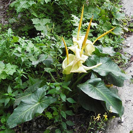 Arum creticum \ Kretischer Aronstab, Kreta Kotsifou - Schlucht 2.4.2015