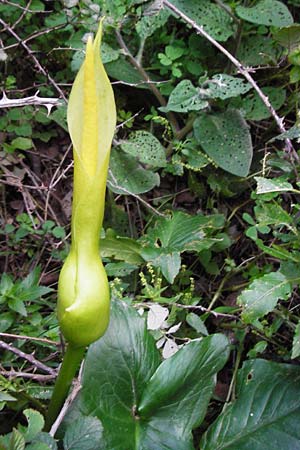 Arum creticum \ Kretischer Aronstab, Kreta Kotsifou - Schlucht 2.4.2015