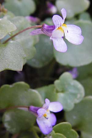 Cymbalaria longipes \ Langstieliges Zimbelkraut / Long-peduncle Toadflax, Kreta/Crete Moni Kapsa 10.4.2015