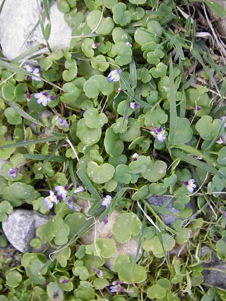 Cymbalaria longipes \ Langstieliges Zimbelkraut / Long-peduncle Toadflax, Kreta/Crete Moni Kapsa 10.4.2015