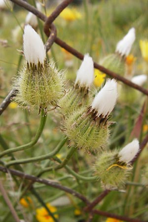Crepis commutata \ Vertauschter Pippau / Confused Hawk's-Beard, Kreta/Crete Sitia 8.4.2015