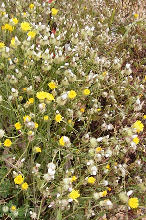 Crepis commutata \ Vertauschter Pippau / Confused Hawk's-Beard, Kreta/Crete Sitia 8.4.2015