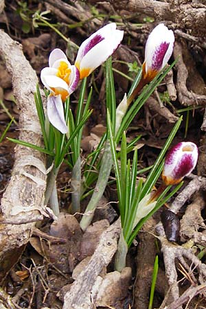 Crocus sieberi / Cretan Crocus, Snow Crocus, Crete Ideon Andron 2.4.2015