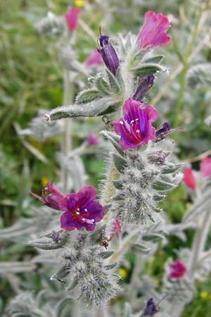 Echium angustifolium \ Schmalblttiger Natternkopf / Hispid Viper's Bugloss, Kreta/Crete Zakros - Schlucht / Gorge 8.4.2015