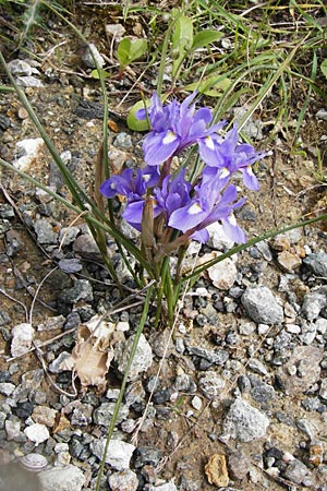 Moraea sisyrinchium \ Mittags-Schwertlilie, Kleine Sand-Iris / Barbary Nut Iris, Kreta/Crete Preveli 3.4.2015