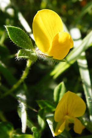 Lotus edulis \ Essbarer Hornklee / Edible Bird's-Foot Trefoil, Kreta/Crete Agios Vasilios 1.4.2015