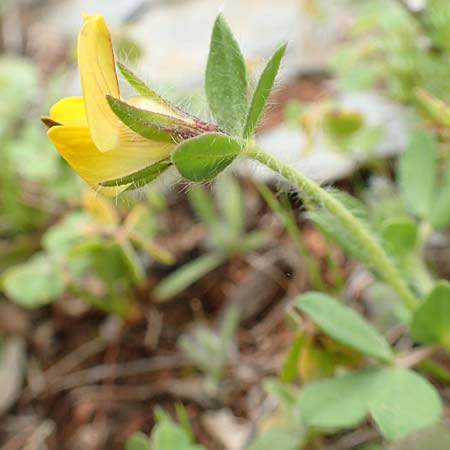 Lotus edulis ? \ Essbarer Hornklee / Edible Bird's-Foot Trefoil, Kreta/Crete Arhanes, Jouhtas 30.3.2015