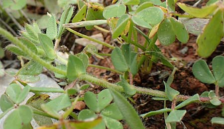 Lotus edulis ? \ Essbarer Hornklee / Edible Bird's-Foot Trefoil, Kreta/Crete Arhanes, Jouhtas 30.3.2015