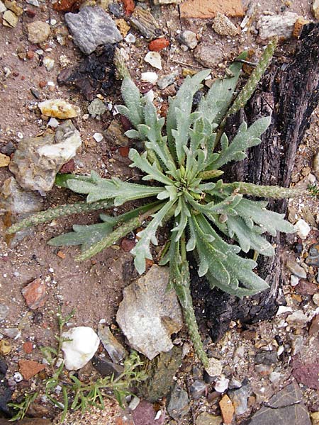 Plantago weldenii \ Niederliegender Krhenfu-Wegerich / Buck's-horn Plantain, Kreta/Crete Itanos 9.4.2015