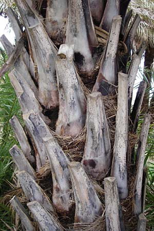 Phoenix theophrasti \ Kretische Dattelpalme, Kreta Vai 9.4.2015