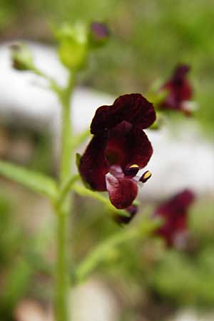 Scrophularia peregrina \ Mittelmeer-Braunwurz, Nesselblttrige Braunwurz, Kreta Aradena - Schlucht 4.4.2015