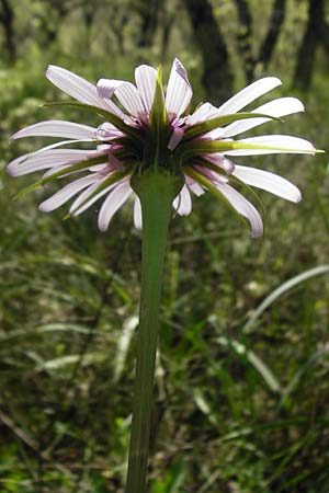 Tragopogon porrifolius subsp. eriospermus / Wooly-Seeded Salsify, Crete Armeni 7.4.2015