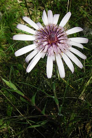 Tragopogon porrifolius subsp. eriospermus / Wooly-Seeded Salsify, Crete Armeni 7.4.2015