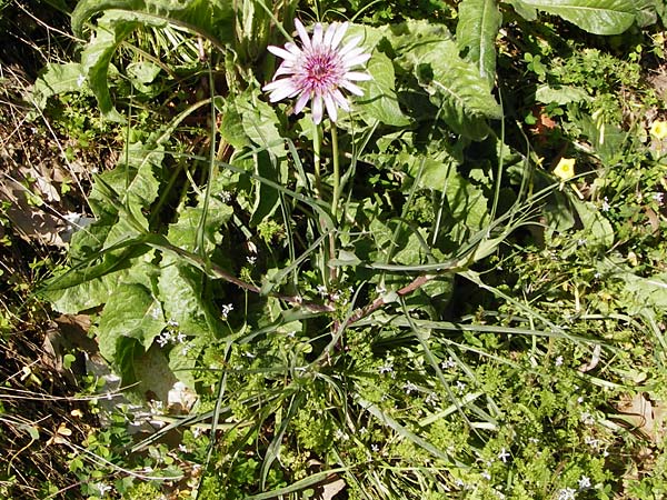 Tragopogon porrifolius subsp. eriospermus / Wooly-Seeded Salsify, Crete Tilisos 2.4.2015