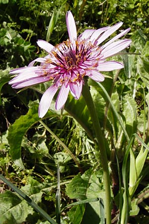 Tragopogon porrifolius subsp. eriospermus / Wooly-Seeded Salsify, Crete Tilisos 2.4.2015