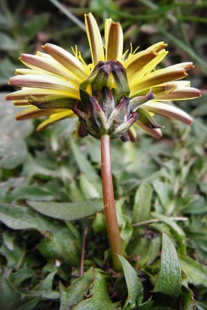 Taraxacum megalorhizon \ Dickwurzeliger L�wenzahn / Thick-Rooted Dandelion, Kreta/Crete Ideon Andron 2.4.2015