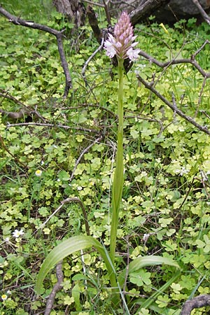Anacamptis pyramidalis subsp. brachystachys \ Kurzährige Pyramidenorchis / Pyramidal Orchid, Kreta/Crete,  Aradena - Schlucht / Gorge 4.4.2015 