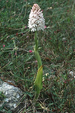 Anacamptis pyramidalis subsp. brachystachys \ Kurzährige Pyramidenorchis / Pyramidal Orchid, Kreta/Crete,  Sitia 14.4.1990 