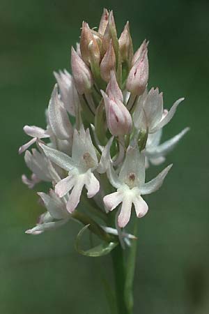 Anacamptis pyramidalis subsp. brachystachys \ Kurzährige Pyramidenorchis / Pyramidal Orchid, Kreta/Crete,  Thripti 6.5.1991 