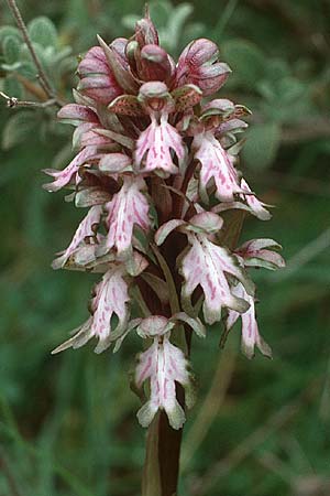 Barlia robertiana / Giant Orchid, Crete,  Arhanes, Jouhtas 4.4.1990 