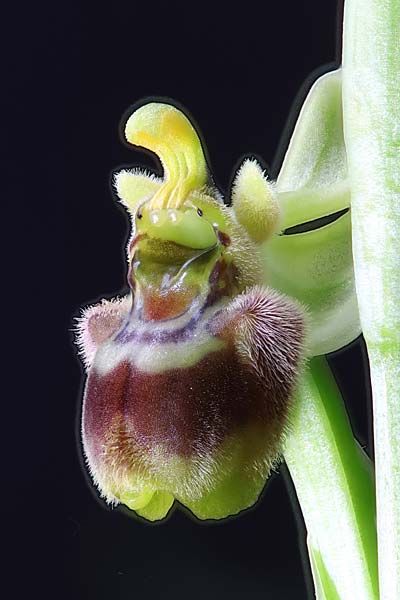 Ophrys bombyliflora x tenthredinifera subsp. villosa, Kreta/Crete,  Spili 18.4.2024 (Photo: Roland Nagel)