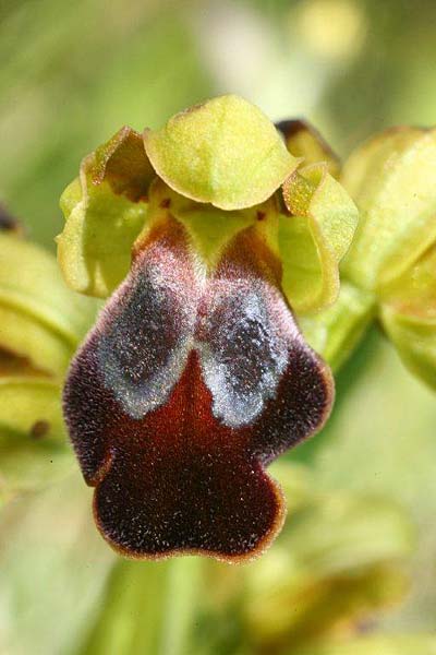 Ophrys creberrima \ Creberrima-Ragwurz, Kreta,  Spili 20.4.2011 (Photo: Helmut Presser)