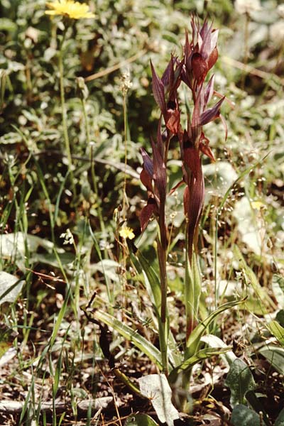 Serapias cordigera subsp. cretica x lingua, Kreta/Crete,  Panormos 22.4.2001 