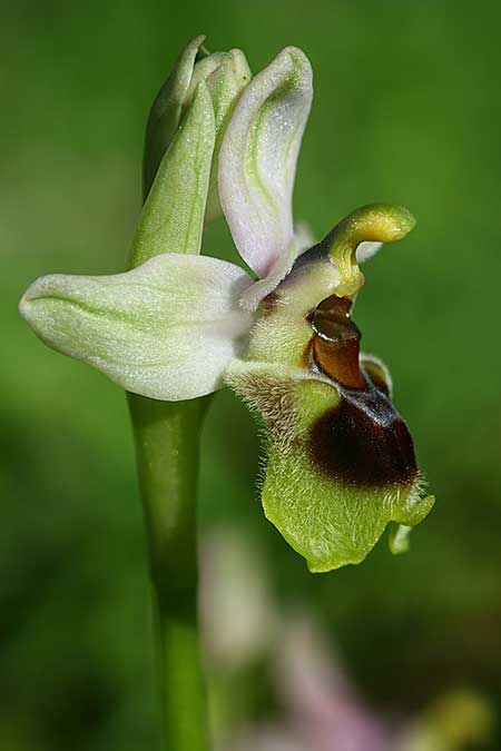 Ophrys dictynnae \ Dictynnae-Ragwurz / Dictynnae Orchid, Kreta/Crete,  Pirgos 7.3.2019 (Photo: Helmut Presser)