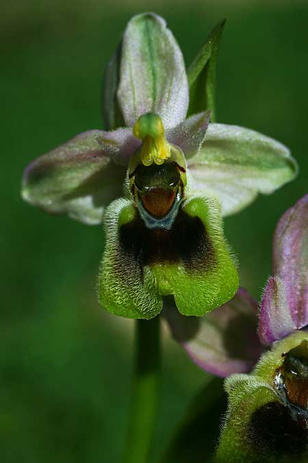 Ophrys dictynnae \ Dictynnae-Ragwurz / Dictynnae Orchid, Kreta/Crete,  Jouhtas 7.3.2019 (Photo: Helmut Presser)