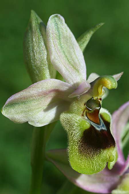Ophrys dictynnae \ Dictynnae-Ragwurz / Dictynnae Orchid, Kreta/Crete,  Pirgos 7.3.2019 (Photo: Helmut Presser)