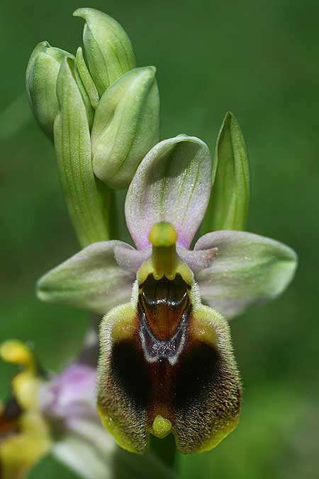 Ophrys dictynnae \ Dictynnae-Ragwurz / Dictynnae Orchid, Kreta/Crete,  Spili 7.3.2019 (Photo: Helmut Presser)