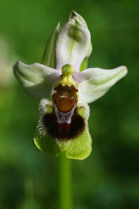 Ophrys dictynnae \ Dictynnae-Ragwurz / Dictynnae Orchid, Kreta/Crete,  Pirgos 7.3.2019 (Photo: Helmut Presser)
