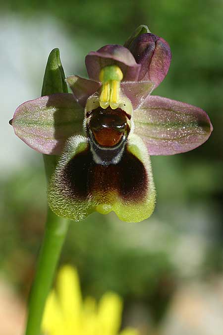 Ophrys dimidiata \ Dimidiata-Ragwurz / Dimidiata Orchid, Kreta/Crete,  Südosten/Southeast 7.3.2019 (Photo: Helmut Presser)