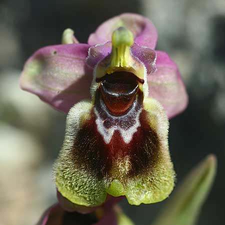Ophrys dimidiata \ Dimidiata-Ragwurz / Dimidiata Orchid, Kreta/Crete,  Südosten/Southeast 7.3.2019 (Photo: Helmut Presser)