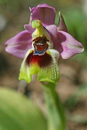 Ophrys dimidiata \ Dimidiata-Ragwurz / Dimidiata Orchid, Kreta/Crete,  Südosten/Southeast 7.3.2019 (Photo: Helmut Presser)