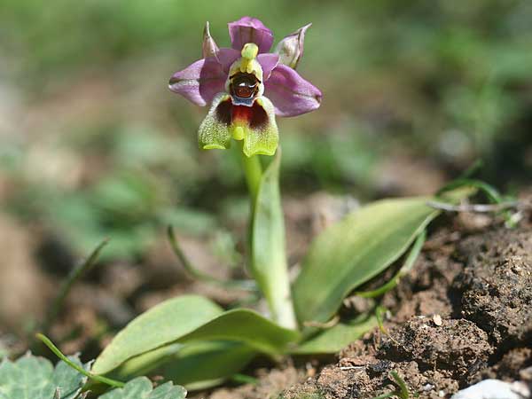 Ophrys dimidiata \ Dimidiata-Ragwurz / Dimidiata Orchid, Kreta/Crete,  Südosten/Southeast 7.3.2019 (Photo: Helmut Presser)