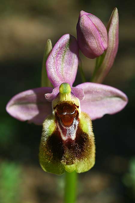 Ophrys dimidiata \ Dimidiata-Ragwurz / Dimidiata Orchid, Kreta/Crete,  Südosten/Southeast 7.3.2019 (Photo: Helmut Presser)