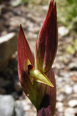 Serapias bergonii \ Lockerblütiger Zungenständel / Bergon's Serapias, Kreta/Crete,  Preveli 3.4.2015 