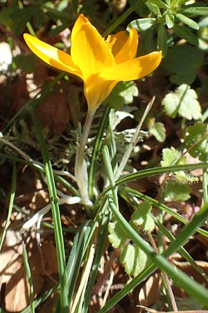 Crocus olivieri subsp. olivieri / Olivier's Crocus, Chios Viki 31.3.2016