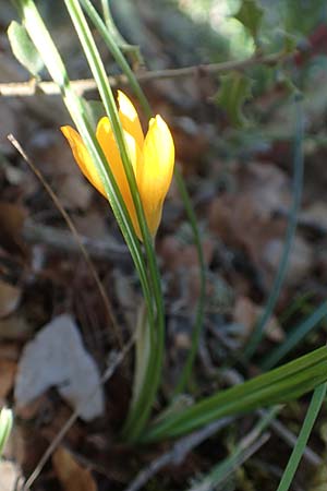 Crocus olivieri subsp. olivieri / Olivier's Crocus, Chios Viki 31.3.2016