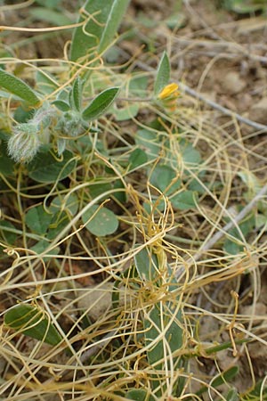 Cuscuta approximata ? \ Goldgelbe Seide / Alfalfa Dodder, Chios Mesta 2.4.2016