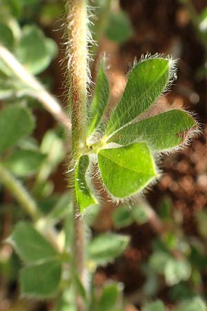 Lotus hirsutus \ Behaarter Backenklee, Chios Olimbi, Agios Dynami 1.4.2016