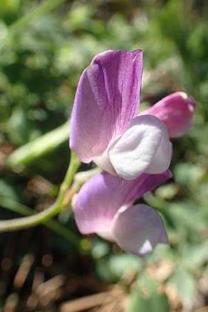 Lathyrus laxiflorus \ Lockerbltige Platterbse, Chios Viki 31.3.2016