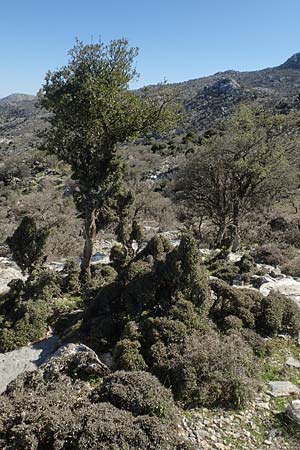 Quercus coccifera \ Kermes-Eiche, Stech-Eiche / Kermes Oak, Chios Viki 31.3.2016