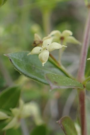 Rubia tenuifolia \ Schmalbl&auml;ttriger R�te / Narrow-Leaved Madder, Himalayan Madder, Chios Mesta 2.4.2016
