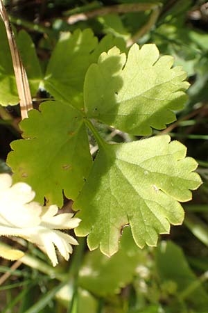 Tordylium apulum \ Apulische Zirmet / Mediterranean Hartwort, Chios Olimbi, Agios Dynami 1.4.2016