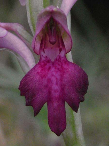 Anacamptis coriophora subsp. fragrans x sancta, Chios,  Nea Moni 18.5.2009 (Photo: Helmut Presser)