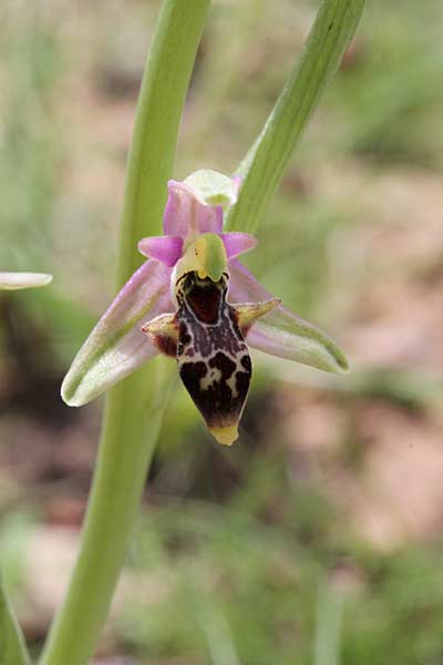 Ophrys minutula \ Kleinblütige Ragwurz, Chios,  Pirgi - Kato Fana 6.4.2013 (Photo: Jan & Liesbeth Essink)
