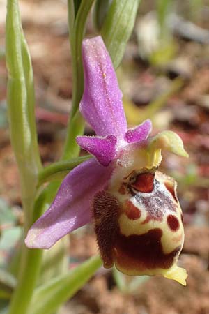 Ophrys calypsus / Calypso Bee Orchid, Chios,  Kalamoti 2.4.2016 