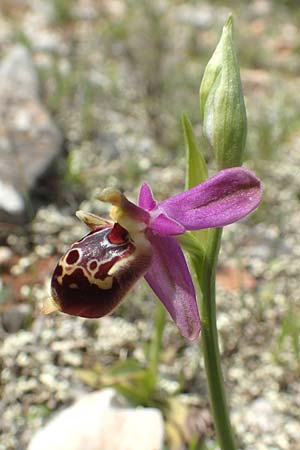 Ophrys calypsus / Calypso Bee Orchid, Chios,  Kalamoti 2.4.2016 